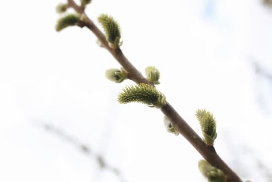 canva willow tree MAC1ryocolU