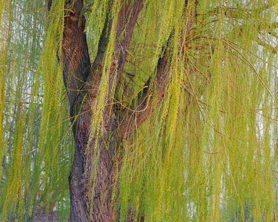 canva willow tree MAC50QAcIB0
