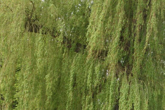 canva willow tree MAC8LijZjPY