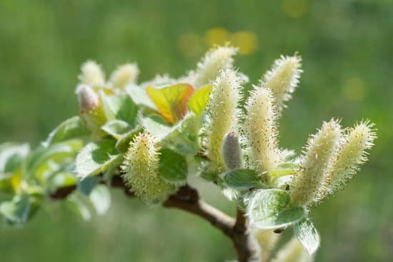 canva willow tree MAD3v2OcSvk