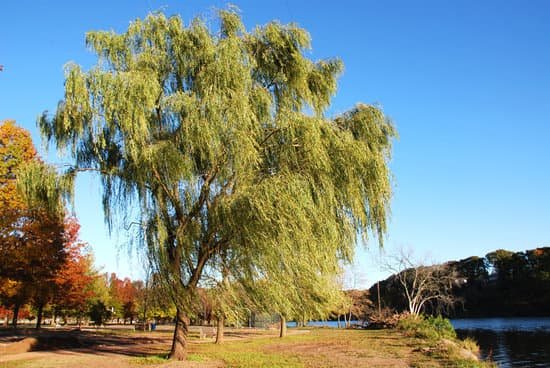 canva willow tree MADBW k LPE