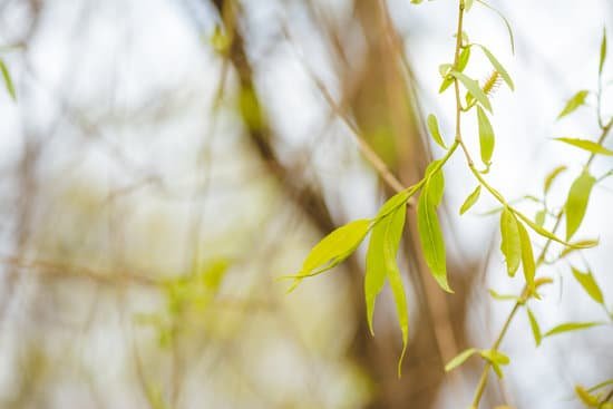 canva willow tree MAEEN12 YU0