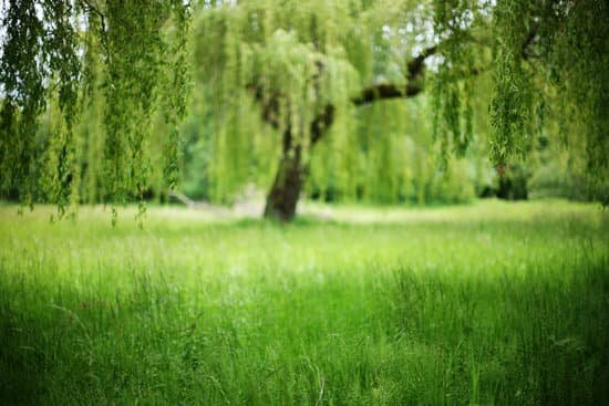 canva willow trees MAEJi2BcyI4