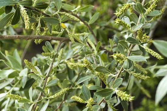 canva willow trees and leaves willow tree berry MAC39Ym ps