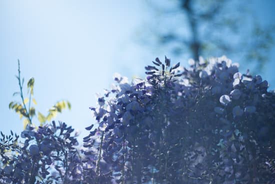 canva wisteria MAD6JG2nmAk