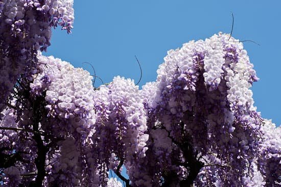 canva wisteria MADAXYolJWw