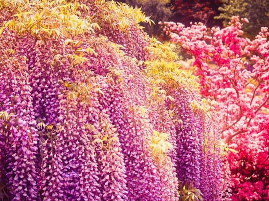 canva wisteria MADCT2beqTc
