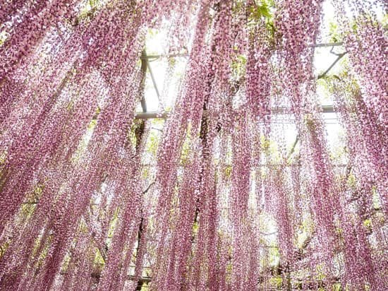 canva wisteria MADCTidblMg