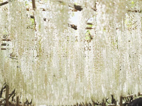 canva wisteria MADCTo1F3Gk