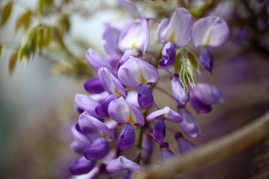 canva wisteria