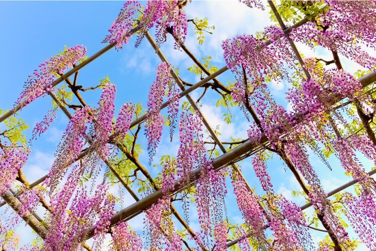 canva wisteria MADFSO9Y 1Q