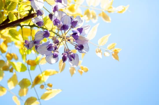 canva wisteria MADo FYH12k
