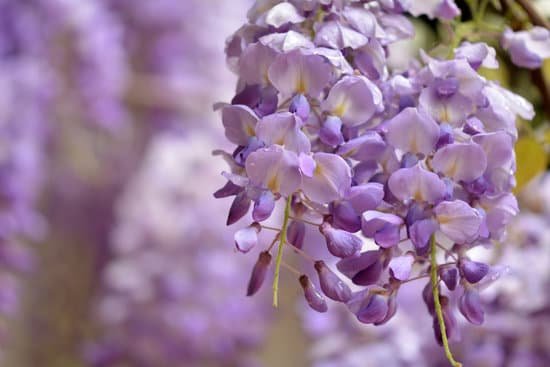 canva wisteria MAEEiTw14DI