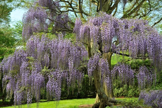 canva wisteria MAEJfLg