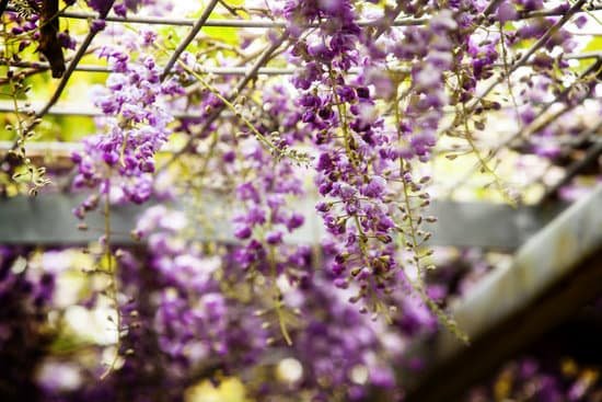 canva wisteria sinensis 02 MADBvYJroBQ