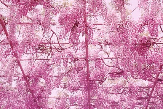 canva wisteria trellis MAC98duwUyQ