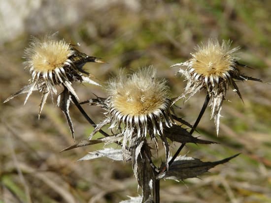 canva withered thistle outdoors MAEFji4ty6Y