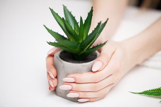 canva woman holding a potted succulent MAD8jqDAMCk