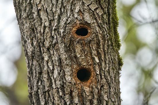 canva woodpecker nests in an oak MACViboAr68