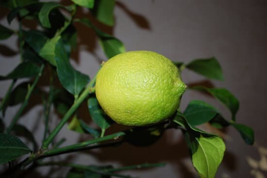 canva yellow lemon on lemon tree. MADBpP40dY8