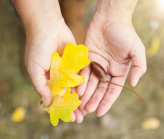 canva yellow oak leaf and acorn in female hands MADAmdxEE s