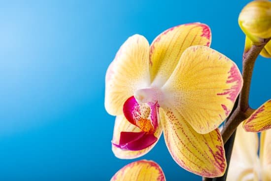 canva yellow orchid flower against a blue background MAD7dk4LetA