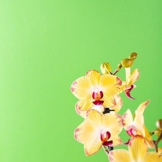 canva yellow orchid flowers against a green background MAD7djPGyis