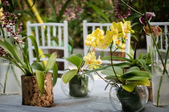 canva yellow orchids on home garden MAD 213JGv0