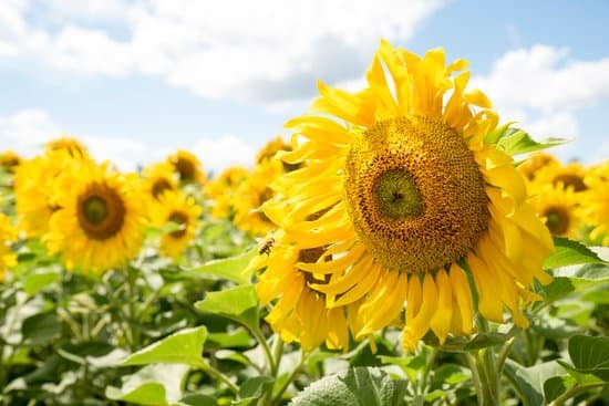 canva yellow sunflowers on a clear sunny summer day