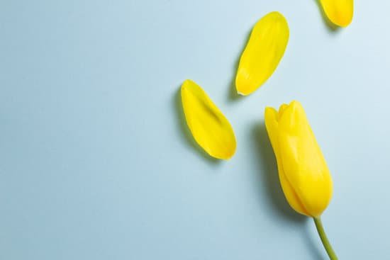 canva yellow tulip flower MAEH9lNzhcE