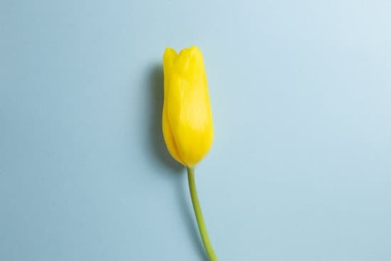 canva yellow tulip flower MAEH9rA1t8s