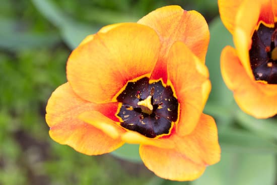 canva yellow tulip flower closeup MAERhnp4yZM