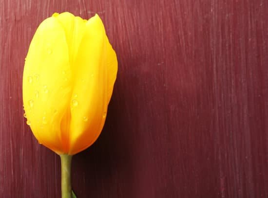 canva yellow tulip on a wooden background MAD MHsy70o