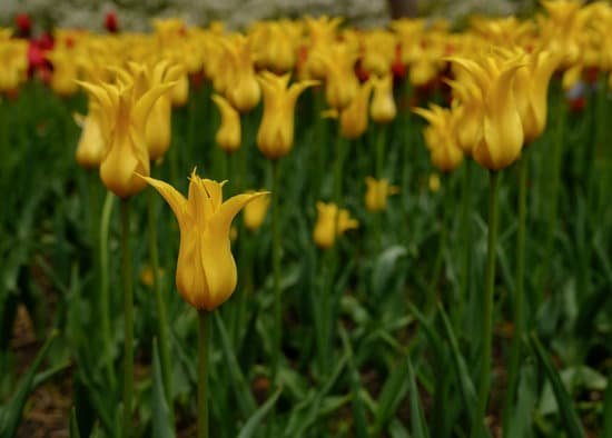 canva yellow tulips on flower bed MAEB0fbAfSI
