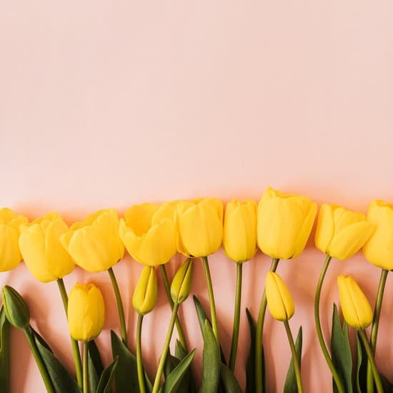 canva yellow tulips on pink background MAEC50wKBaU