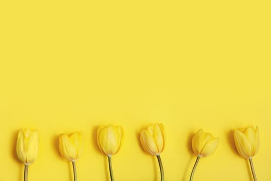 canva yellow tulips on yellow background MAEAiPM RB8