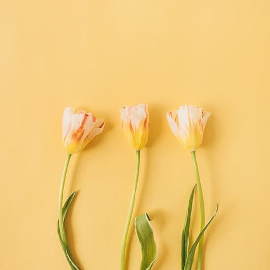 canva yellow tulips on yellow background MAEEGPTBCzg