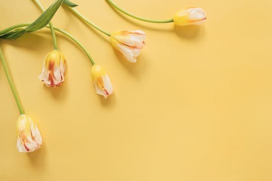 canva yellow tulips on yellow background MAEGqaDRF20
