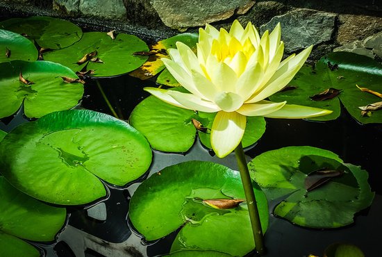 canva yellow water lilly and green nenuphar in a quiet peaceful moment