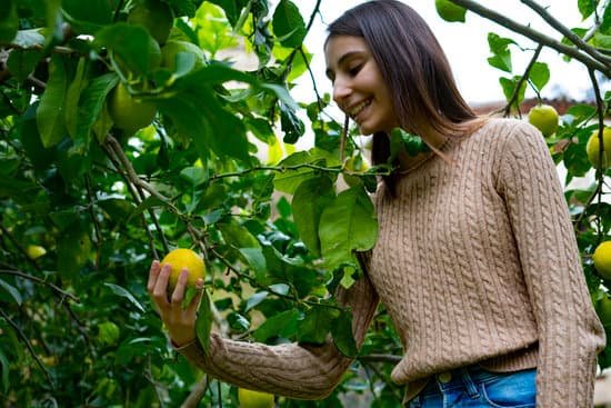 canva young woman picking up a lemon from a lemon tree. MAEL anE2w8