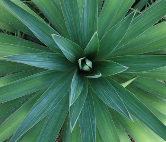 canva yucca plant MAC6b01yy9U