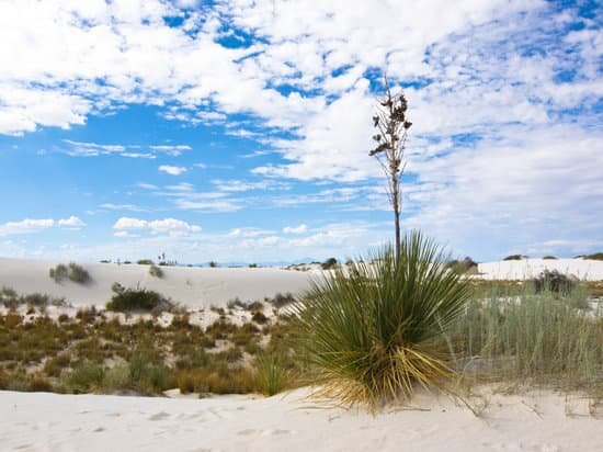 canva yucca plant MAC vNP09yk