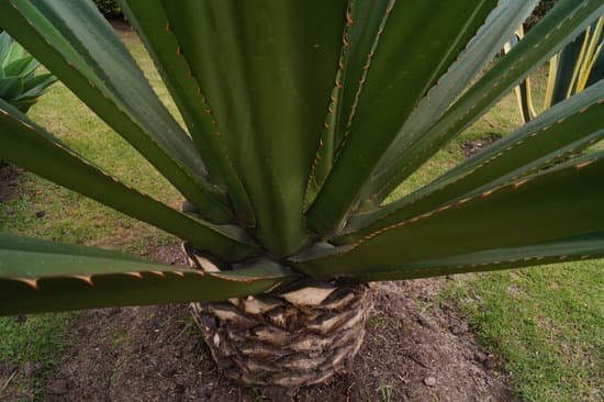 canva yucca plant MADA5fFfy1g