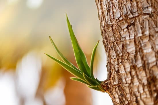 canva yucca plant MADAmq9yrCw