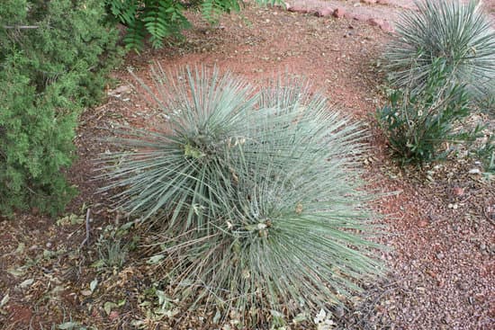 canva yucca plant MADBQojDjrY