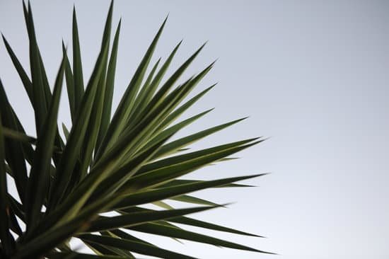 canva yucca plant MADBVGyszvQ