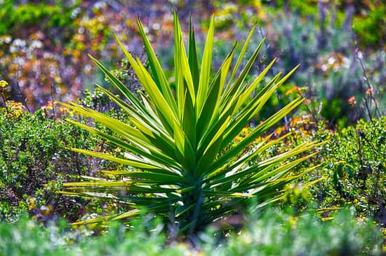 canva yucca plant MADBvK0XVNY
