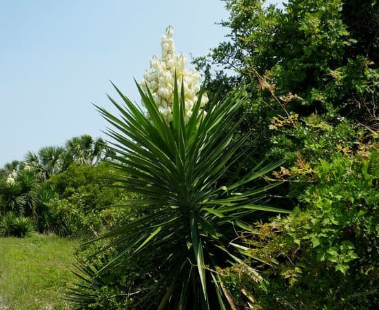 canva yucca plant MADCHL10AFE