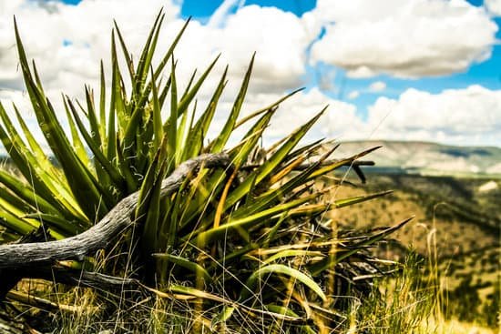 canva yucca plant MADCZa34y0E