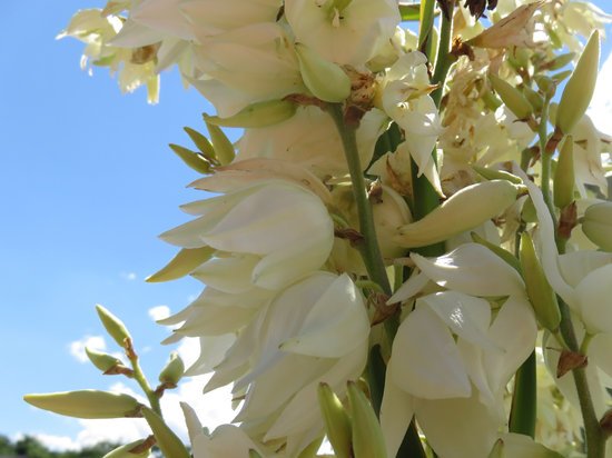 canva yucca plant MADF4 9X7FA